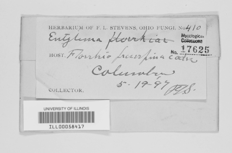 Specimen of