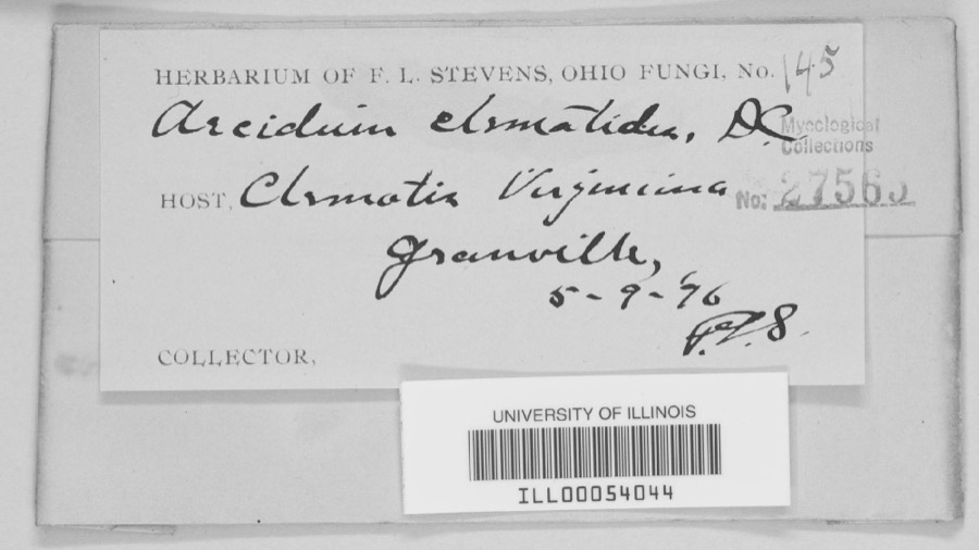 Specimen of Aecidium clematidis DC.