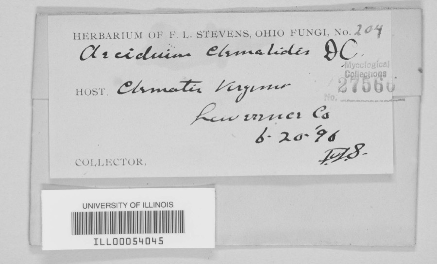 Specimen of Aecidium clematidis DC.