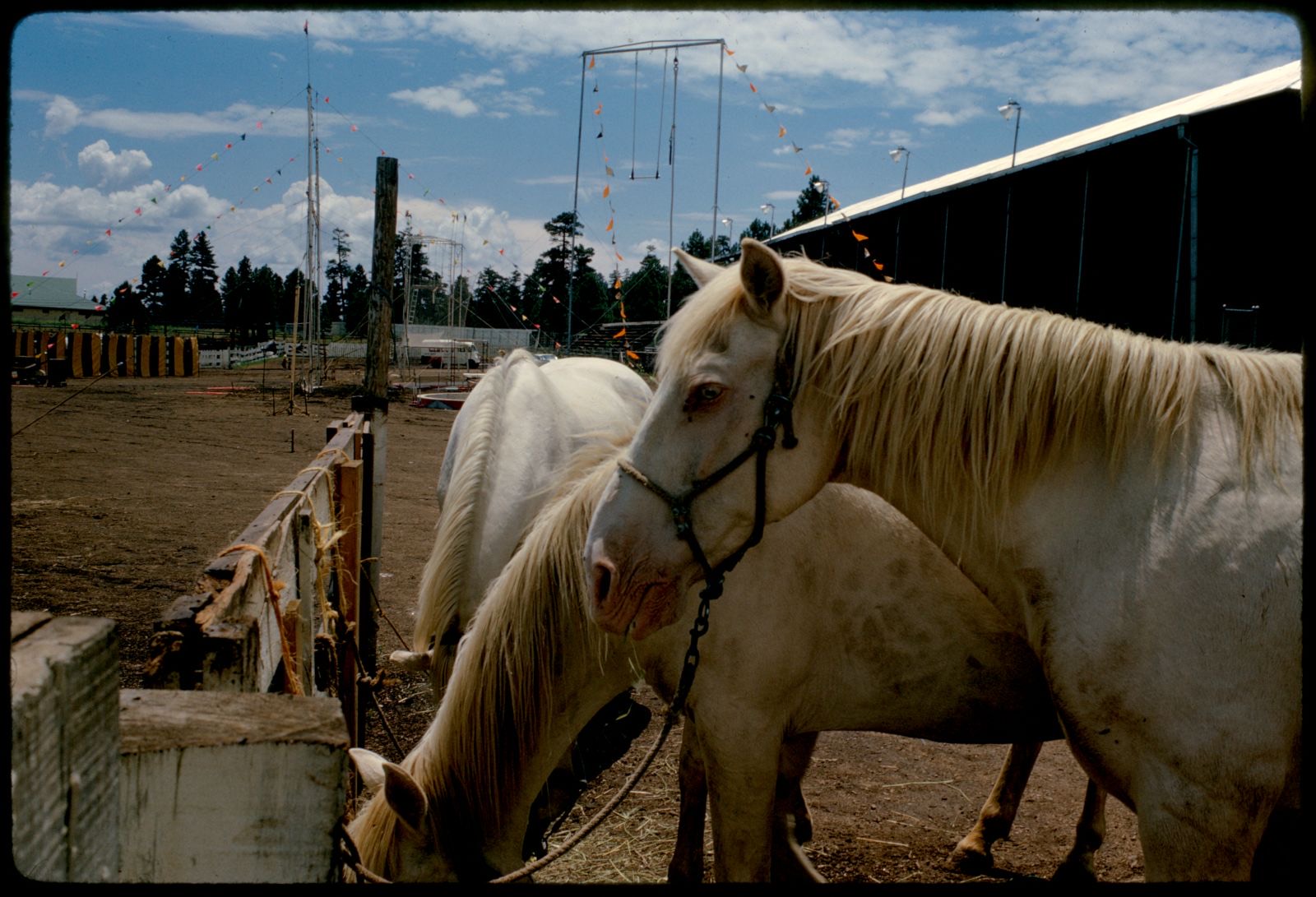 Three horses in fairground, Flagstaff, Arizona, Boston Public Library - undated