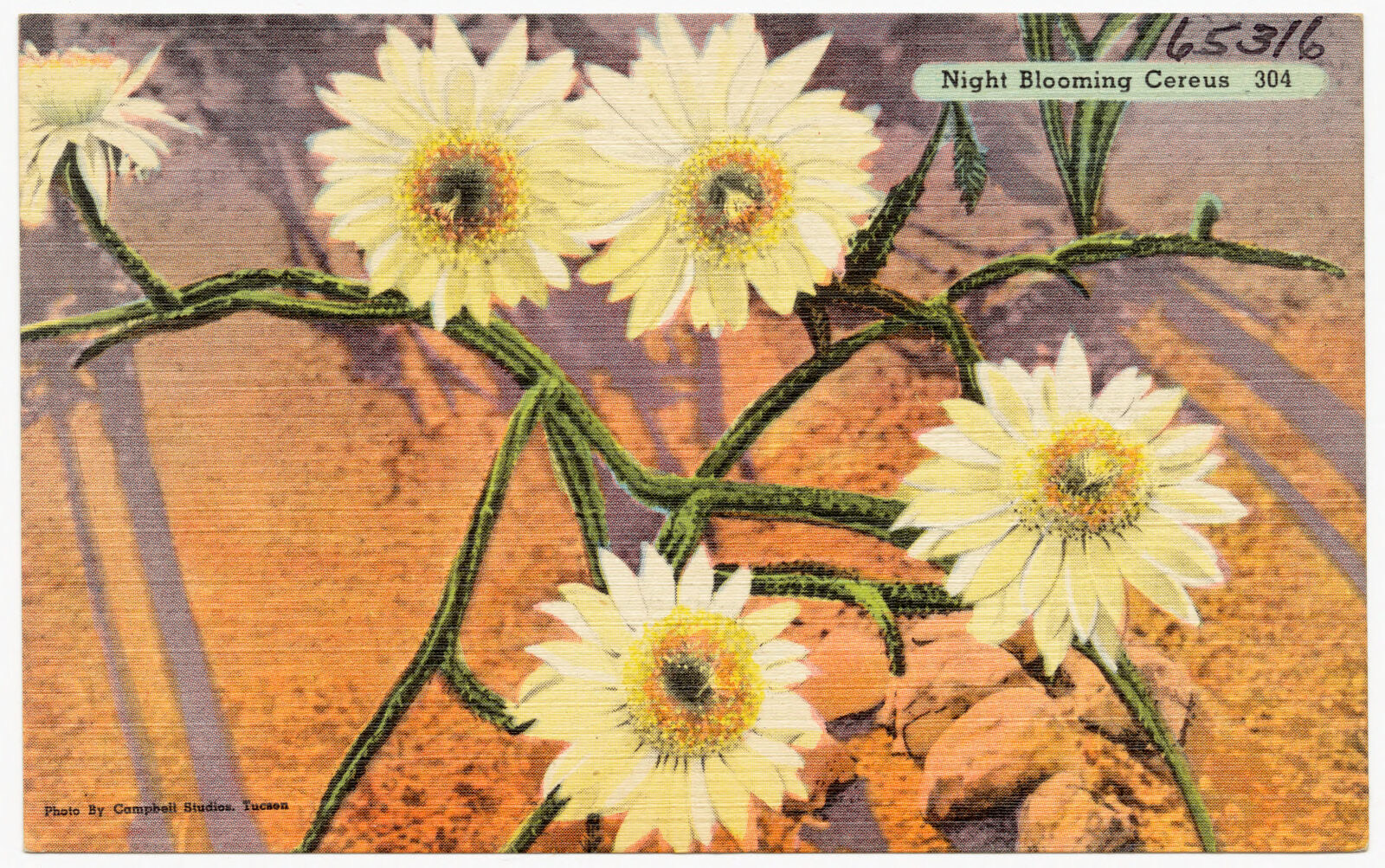 Night Blooming Cereus, Boston Public Library - undated