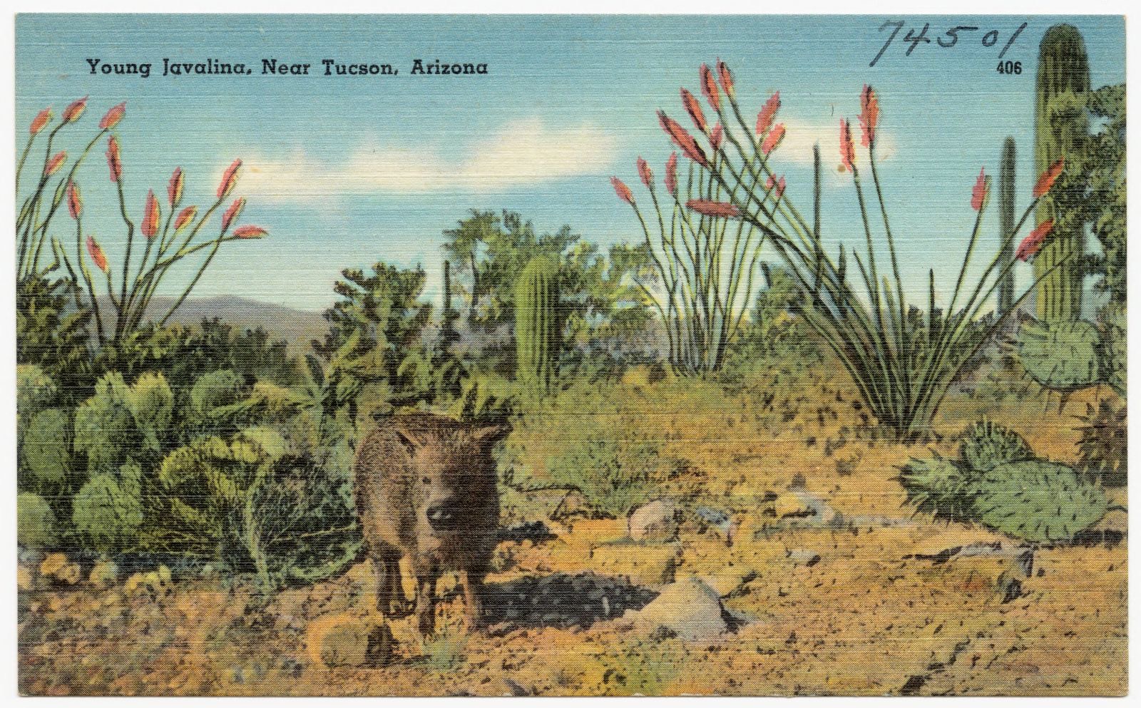 Young Javelina, near Tucson, Arizona, Boston Public Library - undated