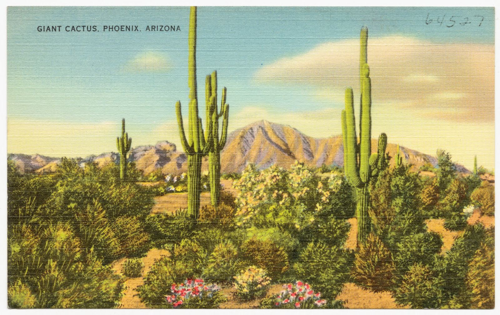 Giant cactus, Phoenix, Arizona, Boston Public Library - undated