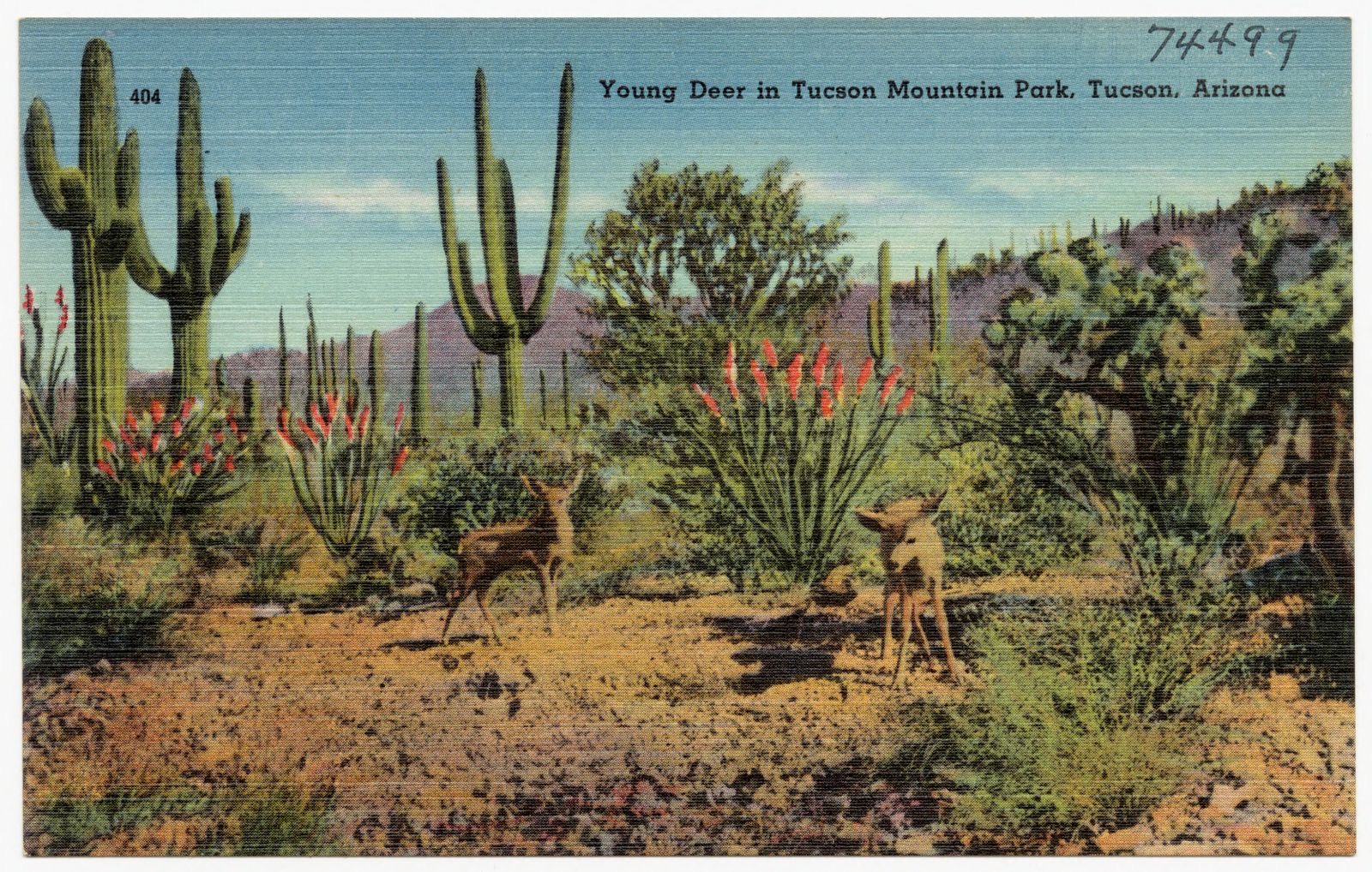 Young deer in Tucson Mountain Park, Tucson, Arizona, Boston Public Library - undated