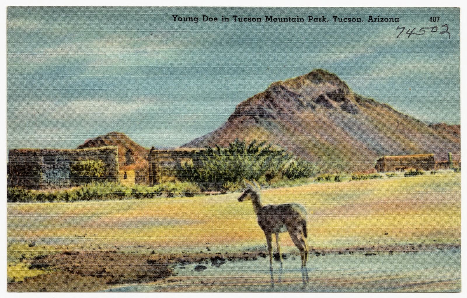 Young Doe in Tucson Mountain Park, Tucson, Arizona, Boston Public Library - undated
