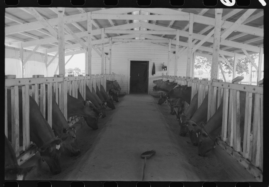 Dairy cattle eating while being milked, Casa Grande Valley Farms, Pinal County, Arizona