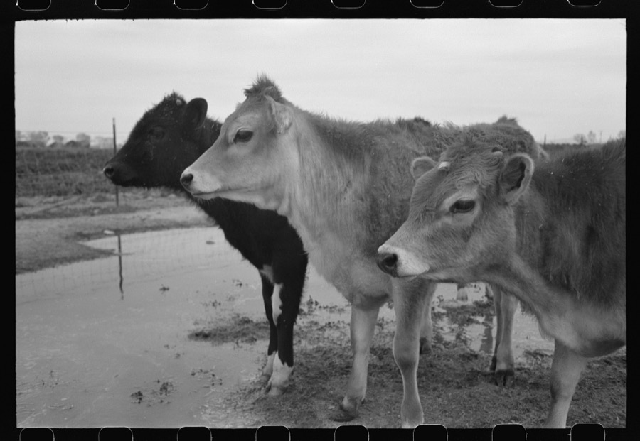 Cows at the FSA (Farm Security Administration) Casa Grande Farms, Coolidge, Arizona