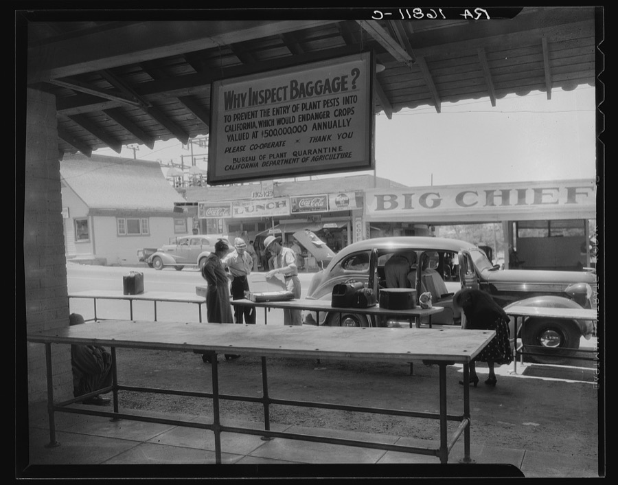 Plant quarantine inspector examining tourist baggage before entering California. Yuma, Arizona