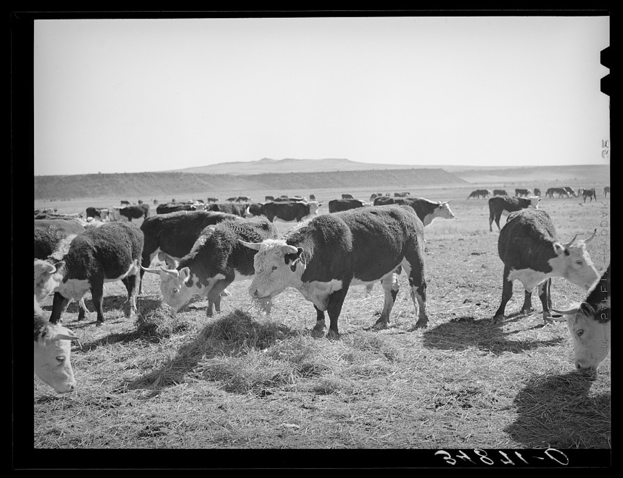 Hereford cattle eating hay grown by flood irrigation methods in the Little Colorado River Valley in Apache County near Springerville, Arizona