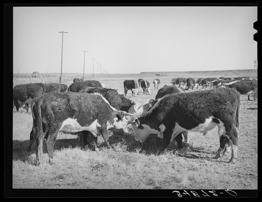Hereford cattle eating hay grown by flood irrigation methods in the Little Colorado River Valley in Apache County near Springerville, Arizona