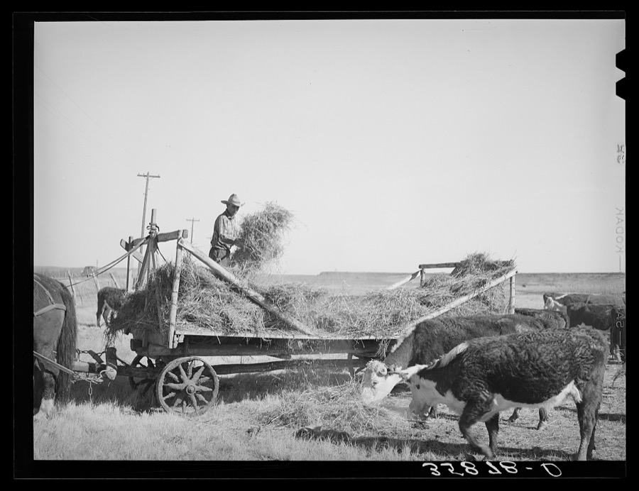 Rancher feeding hay which was raised through flood irrigation in the Little Colorado River Valley. Apache County near Springerville, Arizona