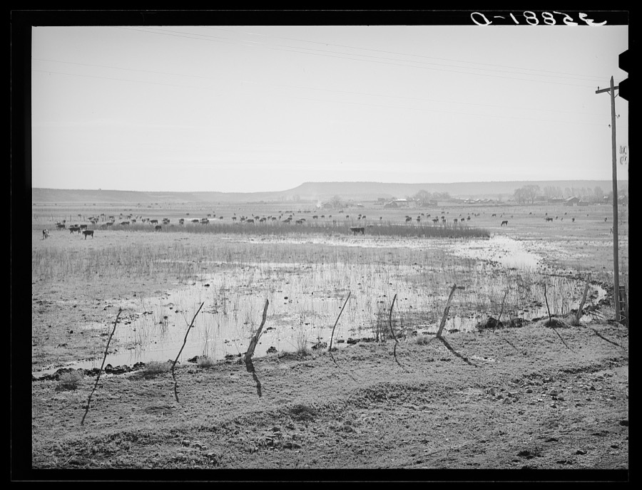 The start of flood irrigation on the hay fields in the valley of the Little Colorado River Valley. After these fields are so irrigated the cattle are driven to the mountains for summer pasturage while the hay grows and matures. Apache County near Springerville, Arizona