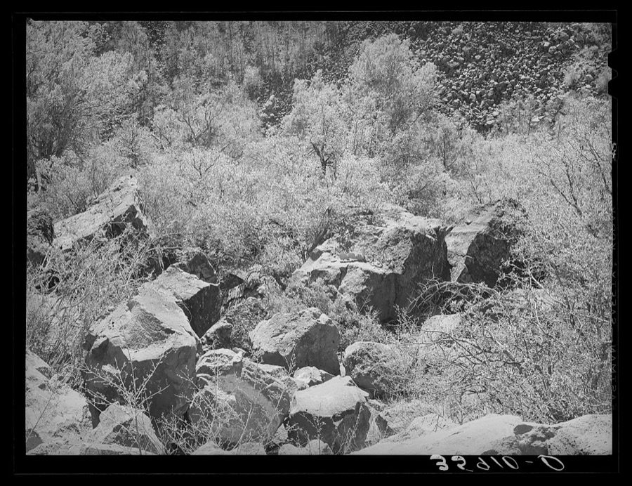 Rocks and vegetation in the gorge of the Carrizo Creek. Navajo County, Arizona