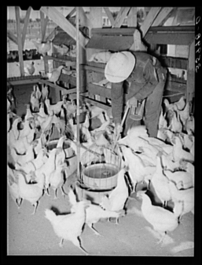 Flock of chickens on the Arizona part-time farm. Maricopa County, Arizona