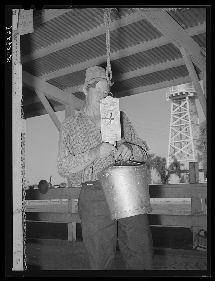 Weighing milk in the Casa Grande Valley Farms. Pinal County, Arizona