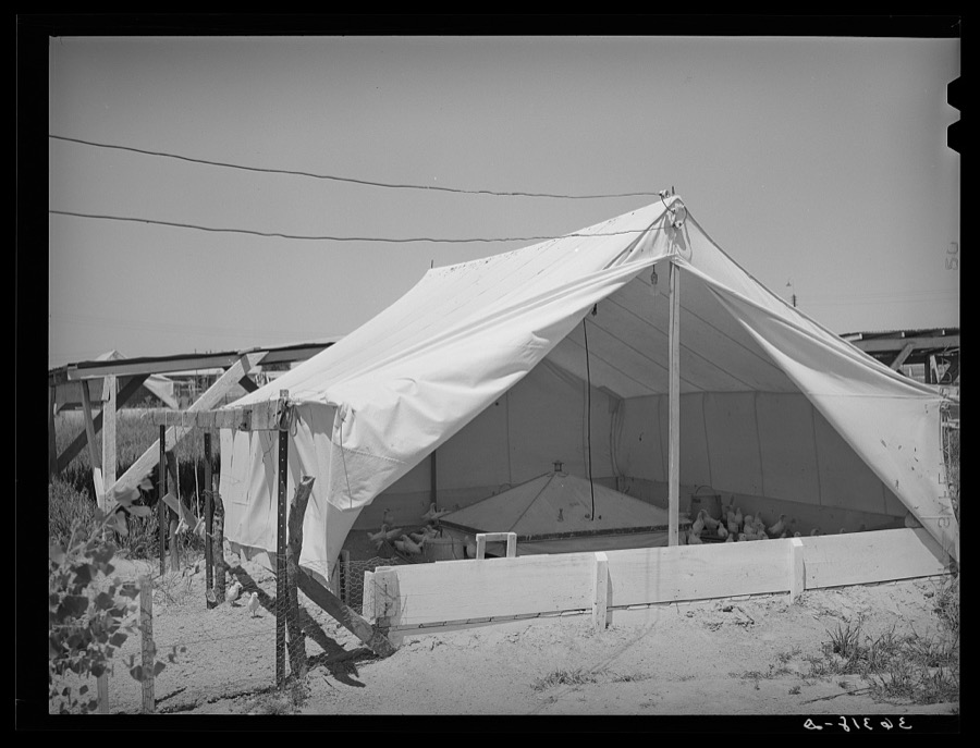 Breeder house for chickens at the Casa Grande Valley Farms. Pinal County, Arizona