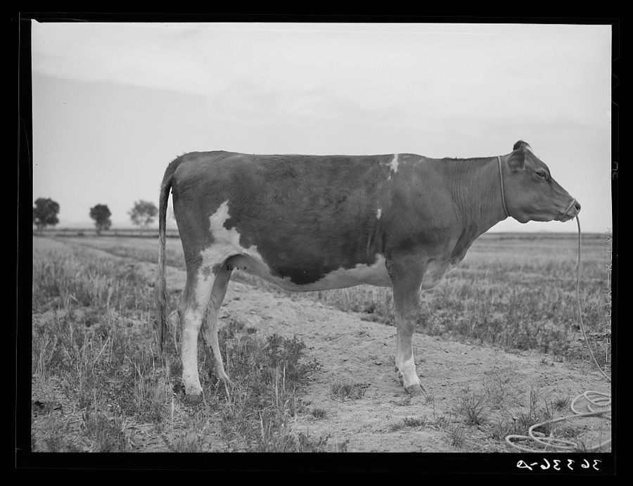Guernsey heifer at the Casa Grande Valley Farms. Pinal County, Arizona. Her dam on test yielded 760 pounds of butterfat in 365 days, milked about twice a day. "A great Guernsey" the herdman said