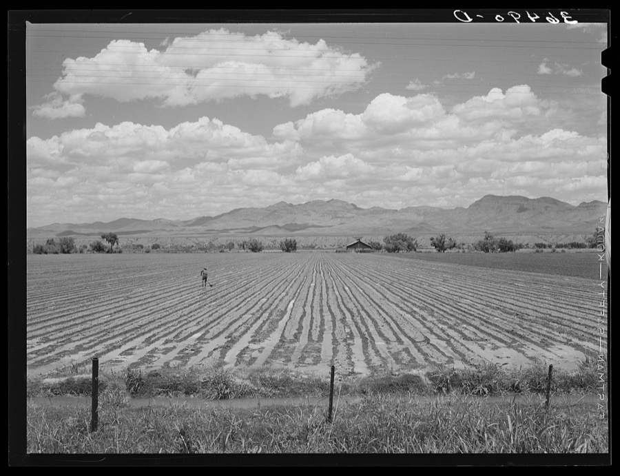 Irrigated field of cotton at Solomonsville. Graham County, Arizona