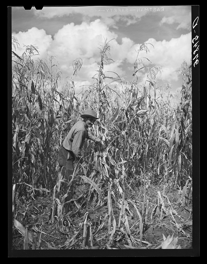 Cornfield. Concho, Arizona