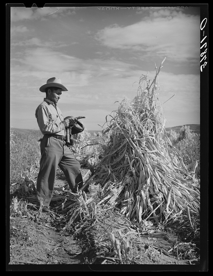 Cornfield. Concho, Arizona