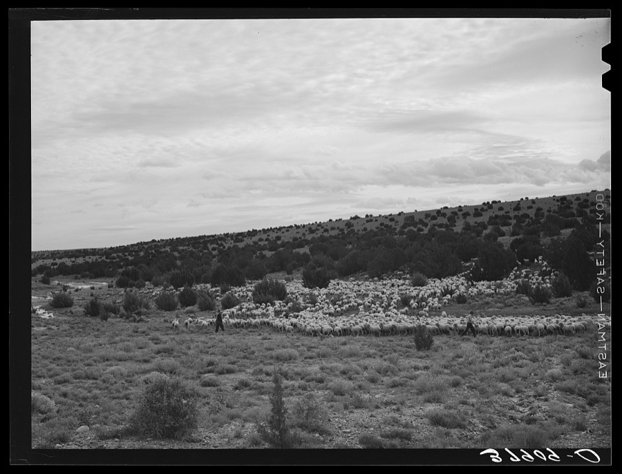 The Candelarias are large sheep operators at Concho, Arizona