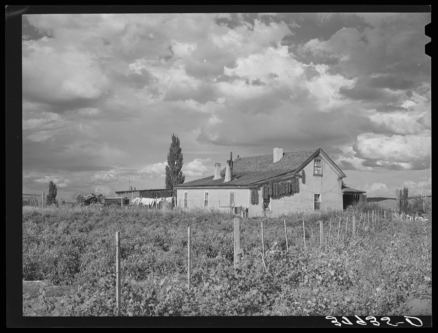 Farmstead, Concho, Arizona. Notice the peppers drying on the house. This is an oftseen sight in all Spanish-American communities