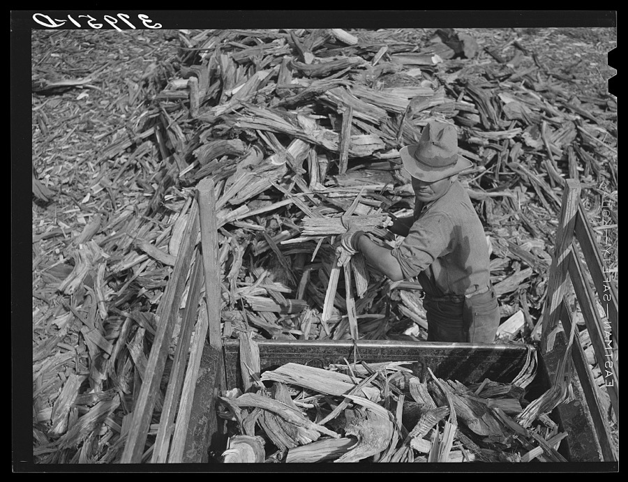 Chopping wood for winter fuel. Concho, Arizona