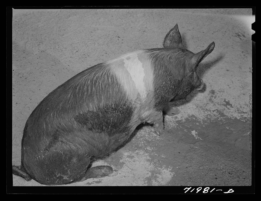 Coolidge, Pinal County, Arizona. Casa Grande Farms, FSA (Farm Security Administration) project. Pig