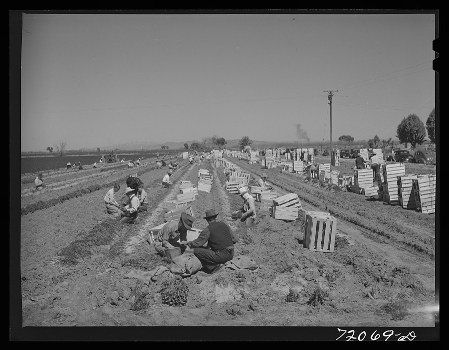 Grading and bunching carrots in the field. Yuma County, Arizona