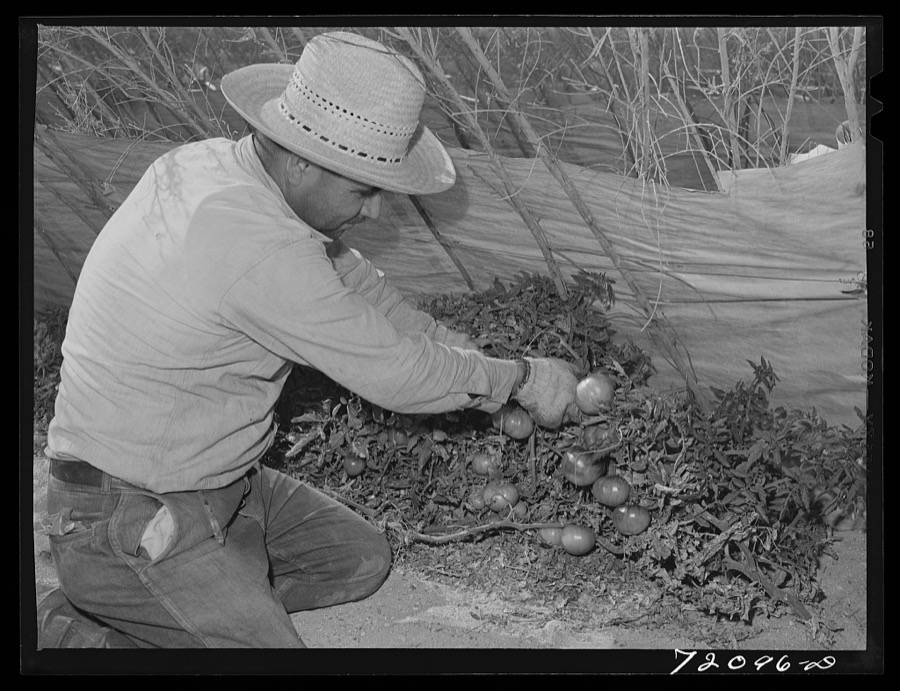 Gathering lettuce. Yuma County, Arizona