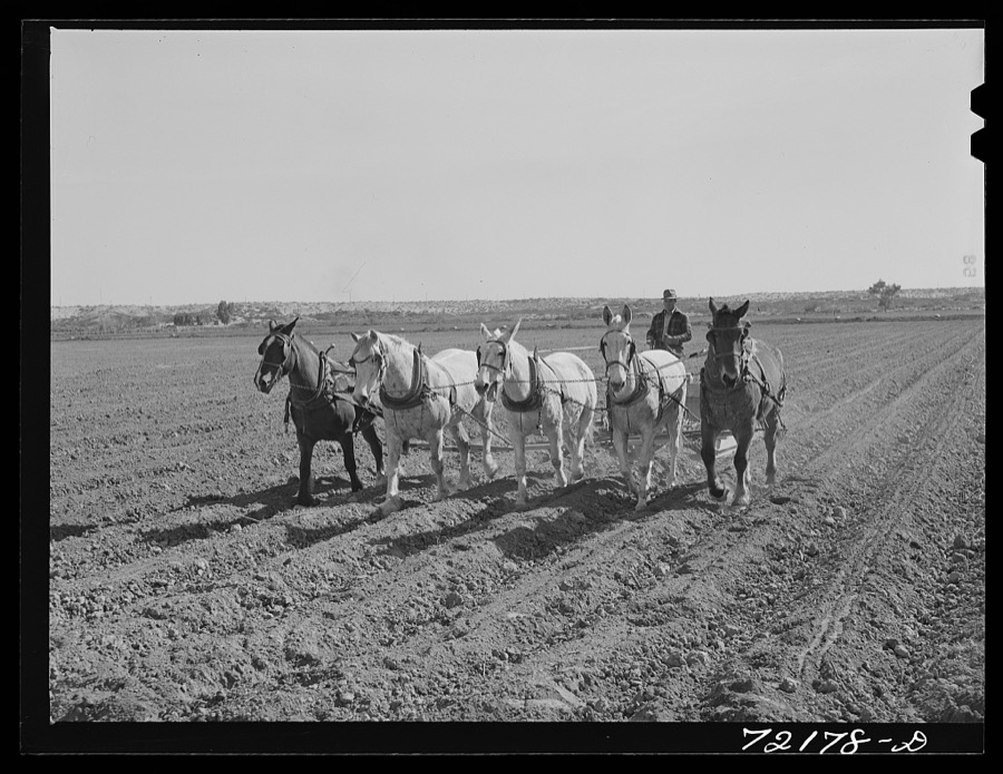 Planting. Yuma County, Arizona