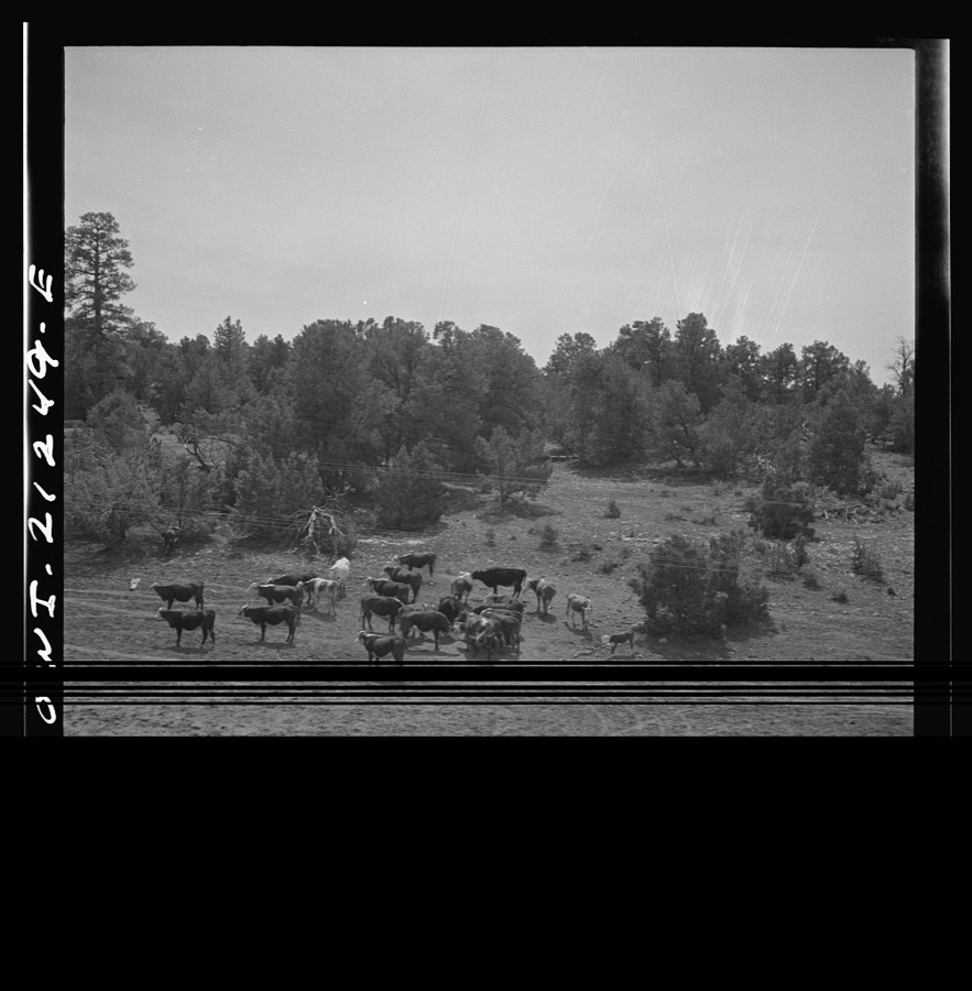Flagstaff (vicinity), Arizona. Cattle on a farm along the Atchison, Topeka and Santa Fe Railroad between Winslow and Seligman, Arizona