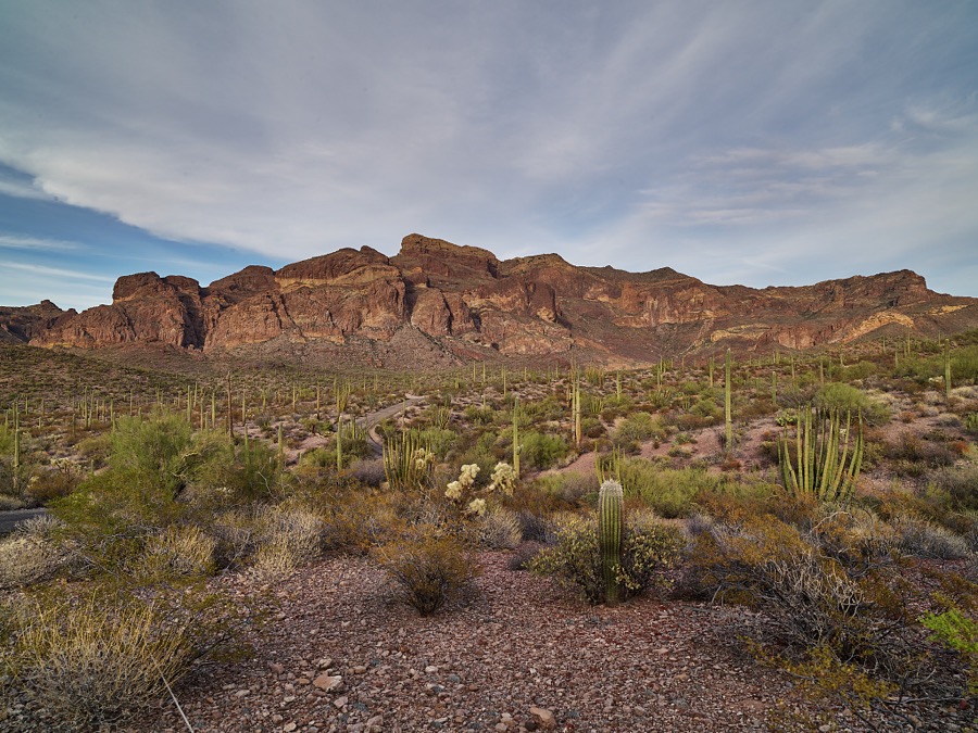 Saguaro cactus scene at the Organ Pipe Cactus National Monument, a 517-square-mile reserve that shares a border between Arizona's Yuma County and the Mexican state of Sonora