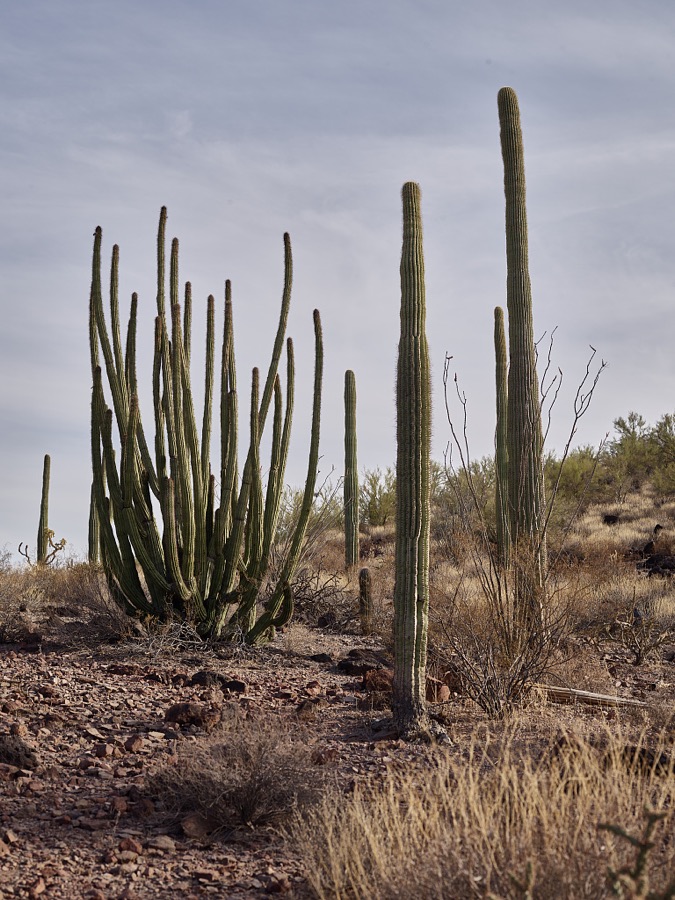 Scene at the Organ Pipe Cactus National Monument, a 517-square-mile reserve that shares a border between Arizona's Yuma County and the Mexican state of Sonora. The park is the only place in the United States where the organ pipe cactus grows wild. Along with organ pipe, many other types of cacti and other desert flora native to the Yuma Desert grow in the park. The cactus on the left is a classic organ pipe variety, with its upward-spreading, asparagus-looking stems