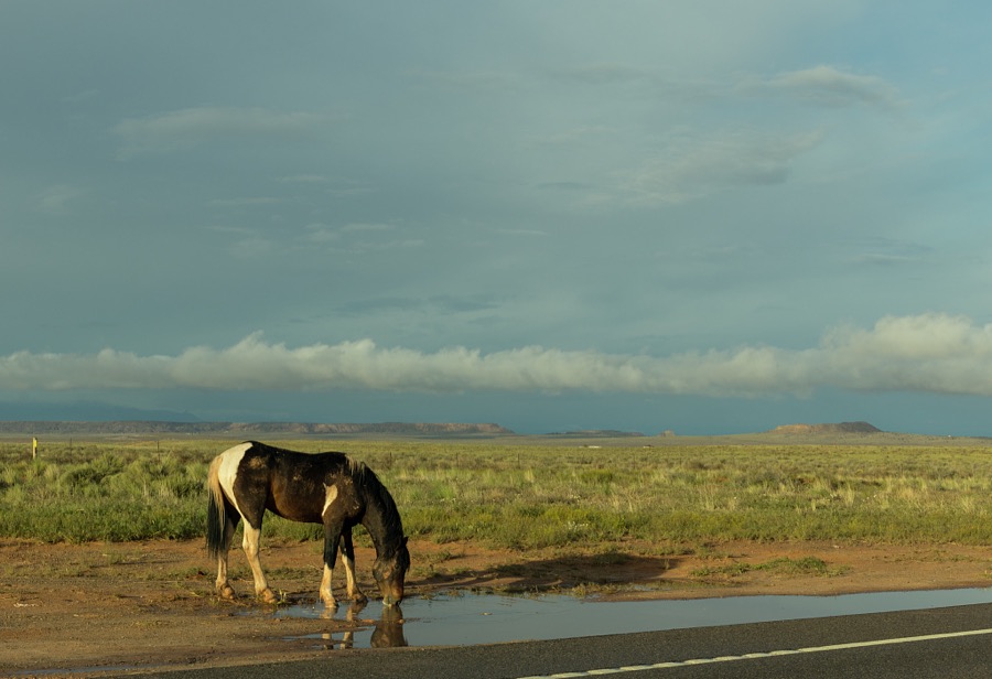 A horse drinks from a rainstorm puddle near the tiny and remote settlement of Teec Nos Pos, Navajo for "Cottonwoods in a Circle", in the far-northeast corner of Arizona, in Navajo County