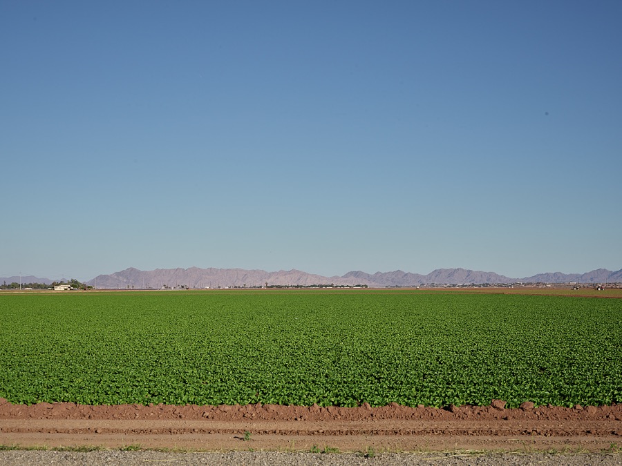 Fertile fields (thanks to irrigation) produce bountiful yields throughout the surrounding desert outside Yuma in the far-southwest corner of Arizona, close to both Mexico and California. More than 175 crops are grown year-round in Yuma County, which is regarded as the winter lettuce capital of the world, supplying an astonishing 90 percent of the nation's leafy vegetables between November and March