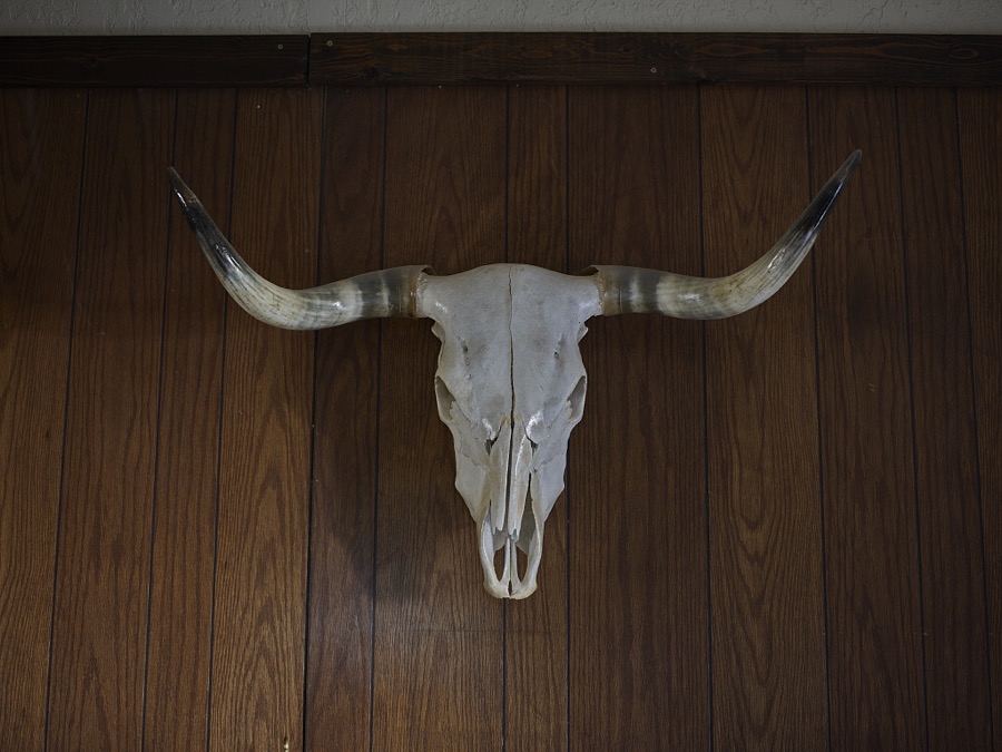 This cow skull hangs in the tiny original living room of the historic Lazy B Ranch on the New Mexico border, in fact, entered from New Mexico, in eastern Arizona