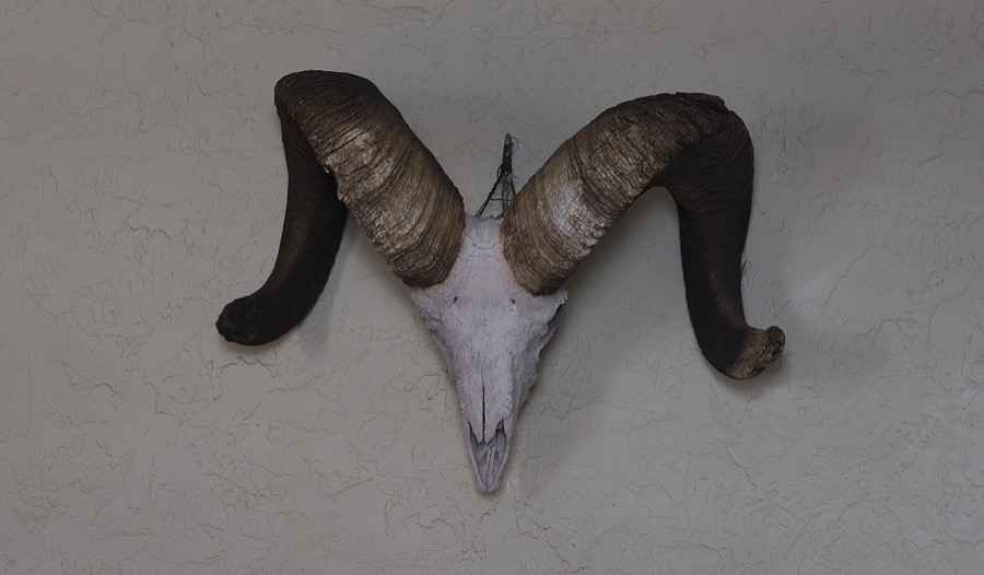 This mountain-sheep skull hangs in the original tiny living room at the historic Lazy B Ranch on the New Mexico border, in fact, entered from New Mexico, in eastern Arizona