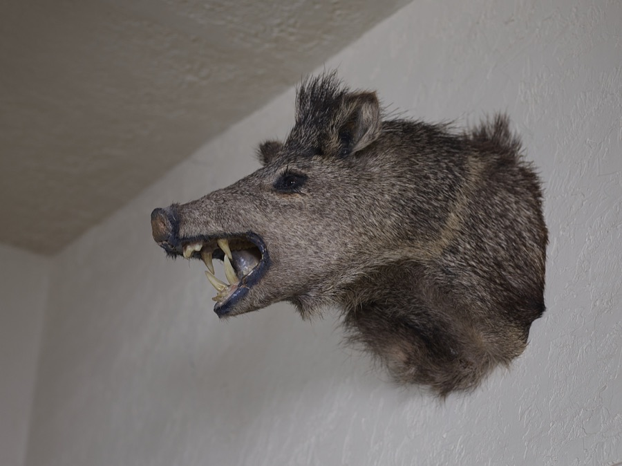 This trophy mount of a fierce Arizona javelina, or wild pig, hangs in the original living room of the historic Lazy B Ranch on the New Mexico border in eastern Arizona