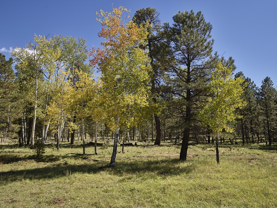 Autumn in the highland and high-desert terrain of northern Arizona, above the city of Flagstaff