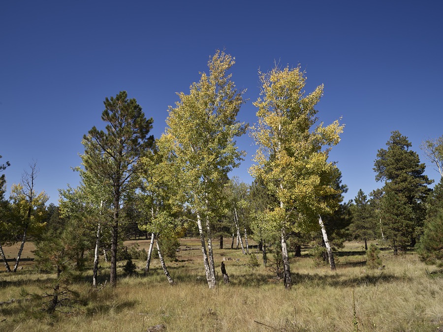 Autumn in the highland and high-desert terrain of northern Arizona, above the city of Flagstaff