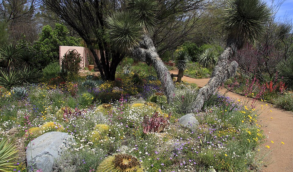 Photograph of Boyce Thompson Arboretum