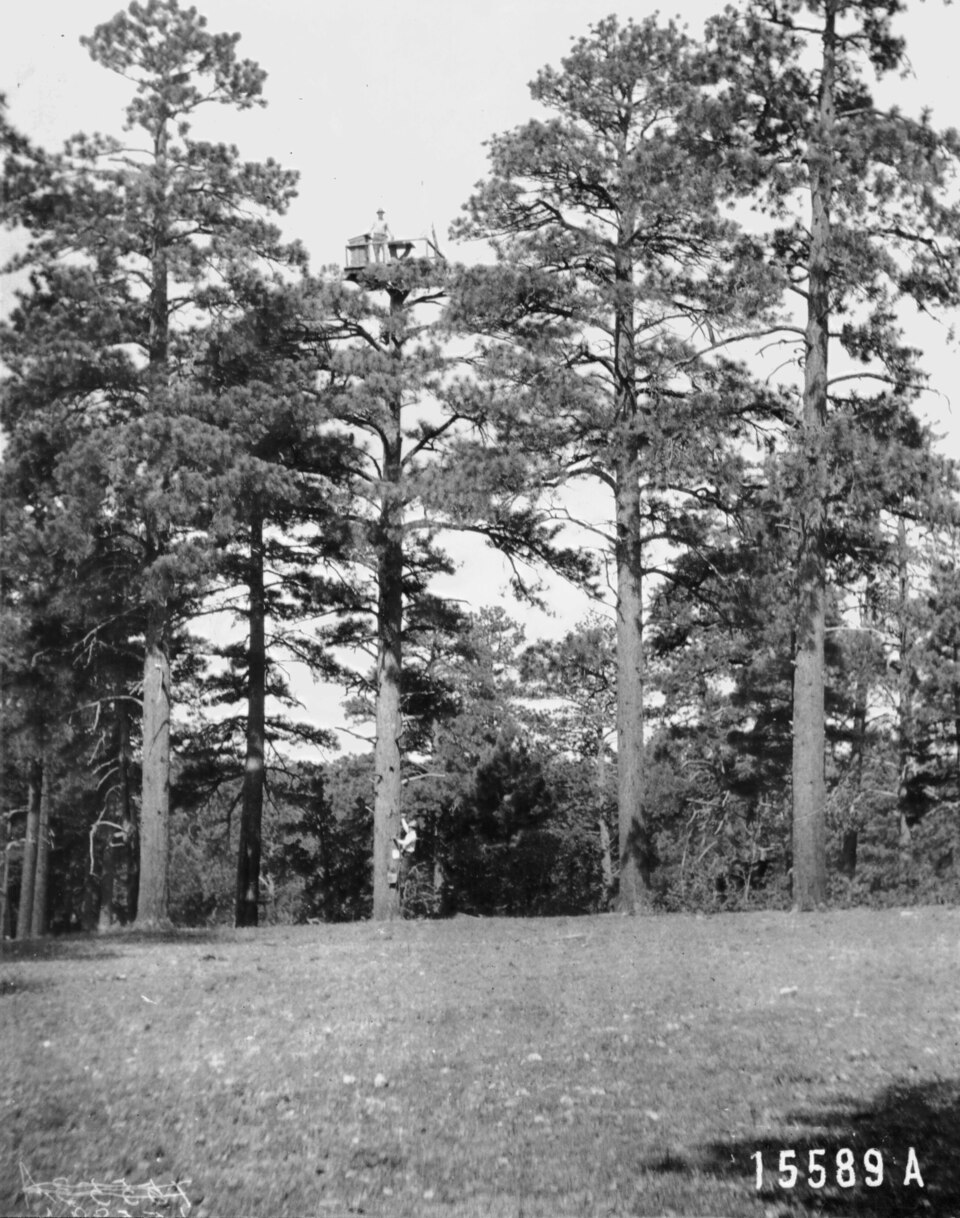 Photograph of Hull Tank Lookout Tree