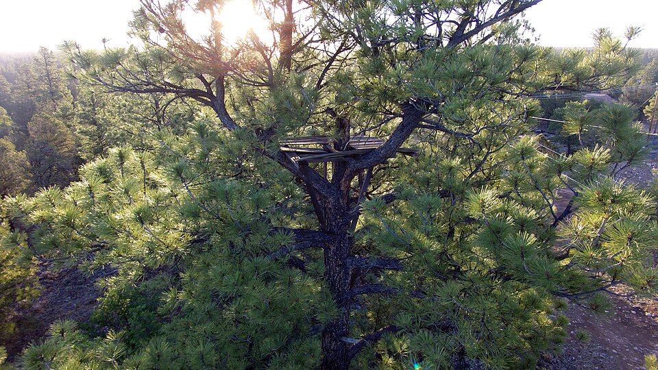 Photograph of Tusayan Lookout Tree