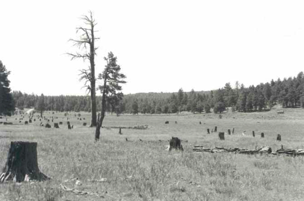 Photograph of Barney Flat Historic Railroad Logging Landscape