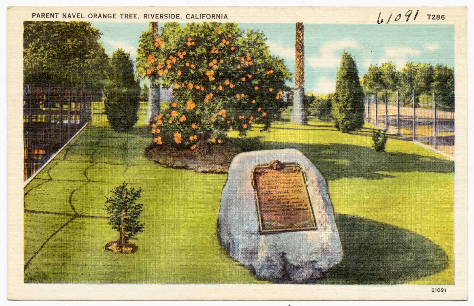 Parent Navel Orange Tree, Riverside, California, Boston Public Library - undated