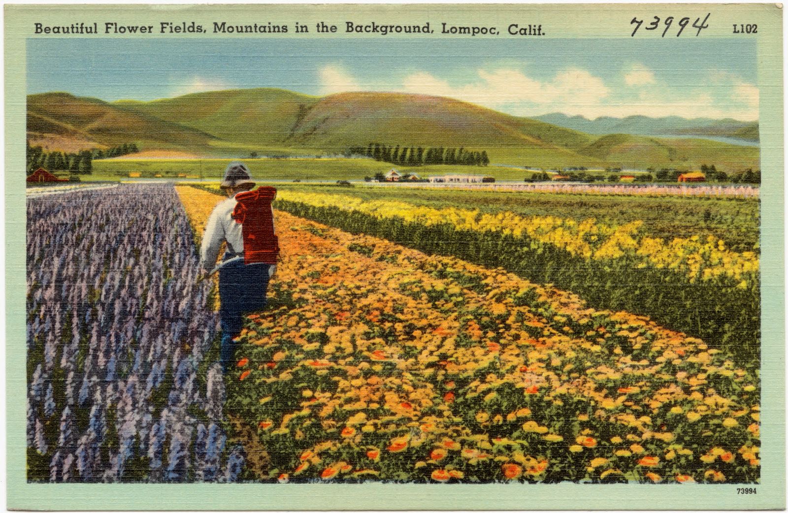 Beautiful flower fields, mountains in the background, Lompoc, Calif., Boston Public Library - undated