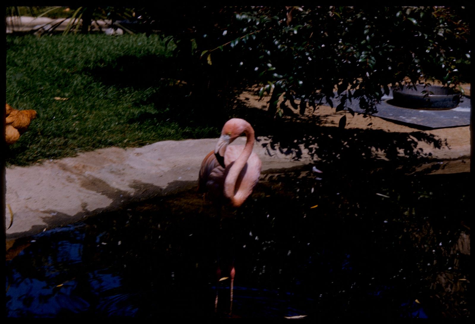 Flamingo, Knott's Berry Farm, Boston Public Library - undated