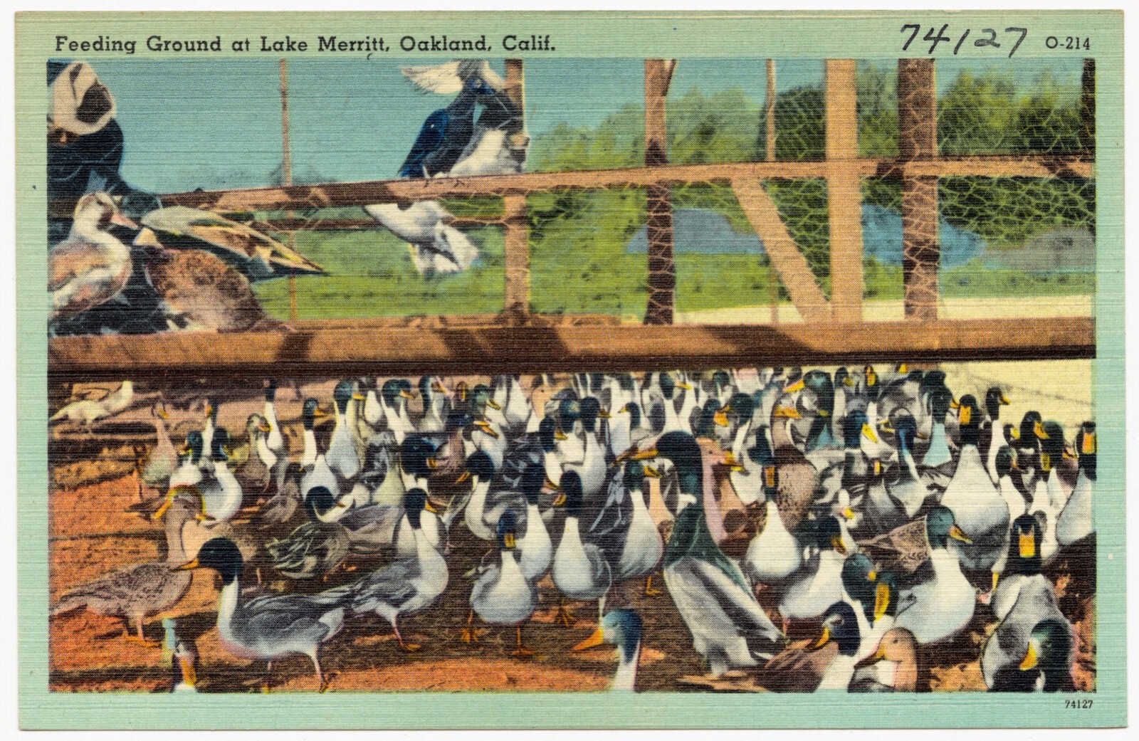 Feeding Ground at Lake Merritt, Oakland, Calif., Boston Public Library - undated