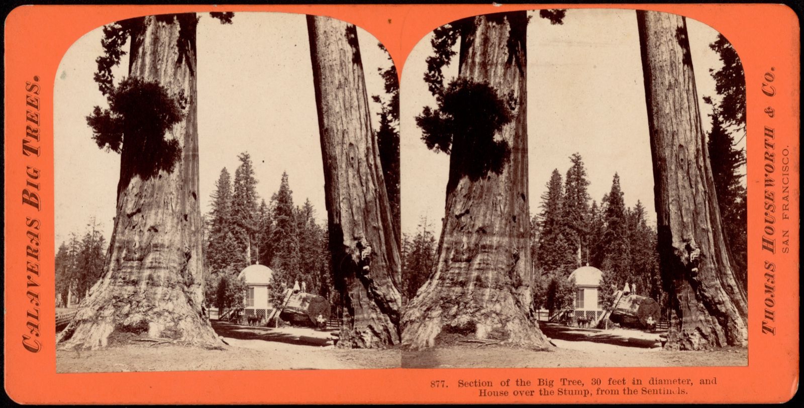 Section of the Big Tree, 30 feet in diameter, and House over the Stump, from the Sentinels., Boston Public Library - undated